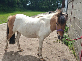 12.1/2hh 4 y.o dun and white DHP