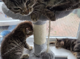 NEW PICTURES Bengal  armarican shorthair x ragdoll kittens all ready for homes