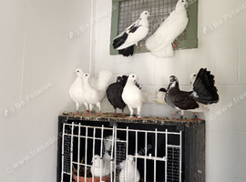Exhibition fantail doves