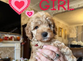 Stunning Cavapoo puppies for sale