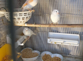 Canary