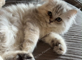 Beautiful white/grey female Persian kitten 4 month old