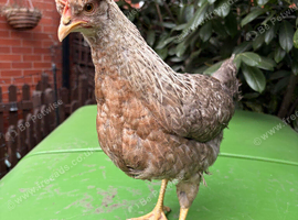 Stunning Crested Cream Legbar Pullet - Purebred Blue Egg Layer!