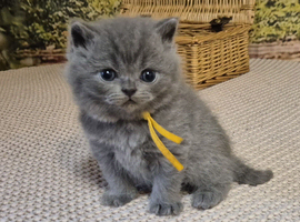 Pure British Shorthair kittens