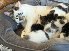 Last Cute tabby kitten in essex