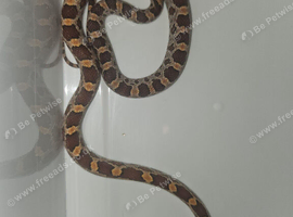 cb26 carlolina cornsnake for sale
