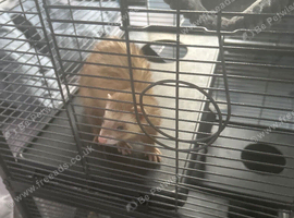 Micro male ferret