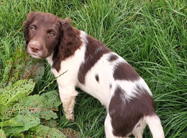 Gorgeous English Springer Spaniel Puppies