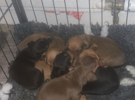Miniature dachshund puppy&rsquo;s