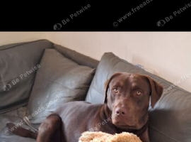 Rehoming: male 1‑year‑old Chocolate Labrador &times; Staffy