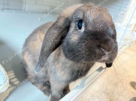 Male Lop bunny & all accessories 50 ONO