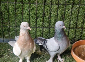 Turkish taklas