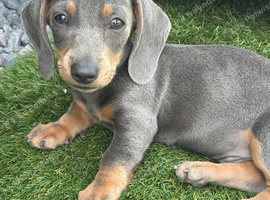 Miniature dachshund puppies