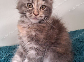 Tica Registered Maine coon kittens