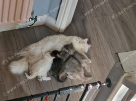 7 weeks old Persian mix breed