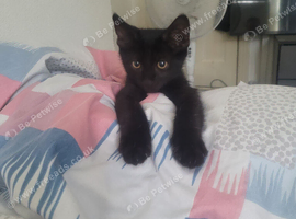 13 weeks old black male kittens
