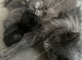 Ragcoon kittens 1 dark brown female left