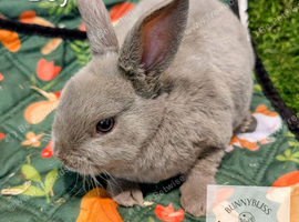 Pedigree Mini Rex bunnies ready for reserve. Ready to leave us on Tuesday 13th October.