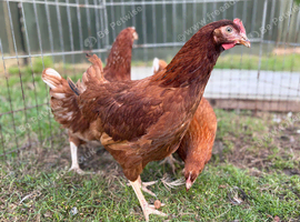 POL Hens For Sale