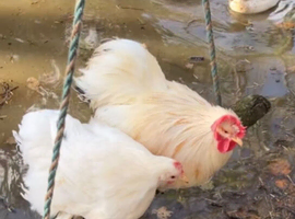 White Pekin Bantam Hatching Eggs &ndash; Small Friendly Chickens &ndash; Pure Colour