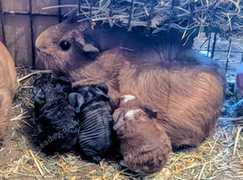 Baby guinea pigs