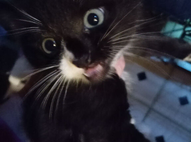 Last mixed breed kitten from a litter of five