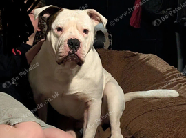 Johnson American bulldog puppies
