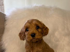 F2 cockapoo puppies