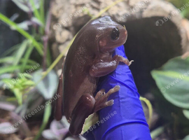 Melanistic White's Tree Frog