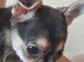 Beautiful Chihuahua cross puppy