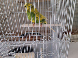 Budgie