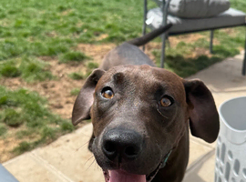Gorgeous trained 7 month old female Labrador