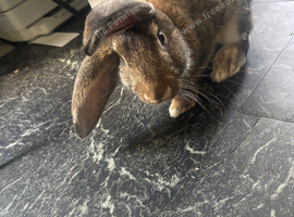 3-6 month male rabbit