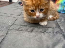 Ginger Kitten