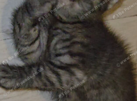 Kittens for sale