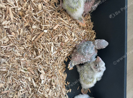 Conure mutation