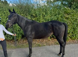 Smart young Tb Filly