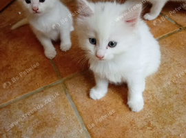 Kittens for sale