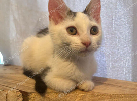 7month old male kitten