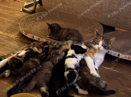 Lovely kittens