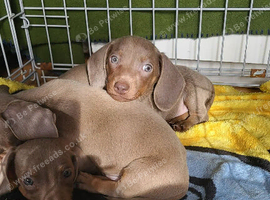 Mini dachshund for sale!