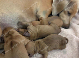 KC reg 5 mini dachshund pups for sale