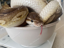 CB14 female butter cinnamon pastel ball python