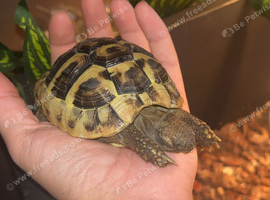 Beautiful tortoise