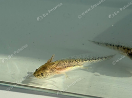 Axolotl