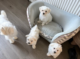 Maltipoo tea cup