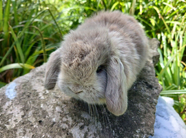 Stunning mini lop baby rabbits RTR
