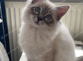 Pure ragdoll kitten