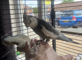 6 year s old white face male