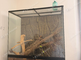 4 year old python spider morph